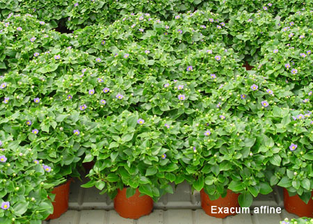 بنفشه ایرانی 